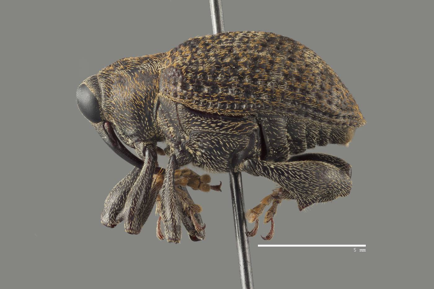 Pseudopiazurus image