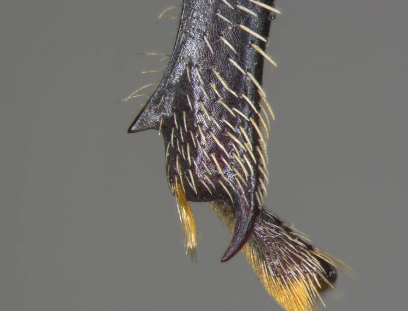 Pseudopiazurus centraliamericanus image