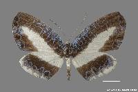 Image of Nymphidium mantus
