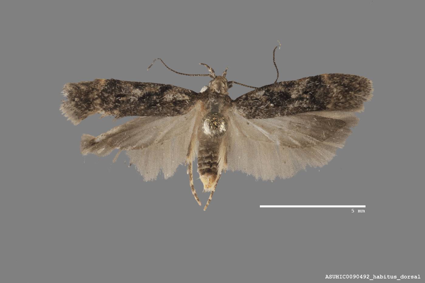 Gelechiidae image