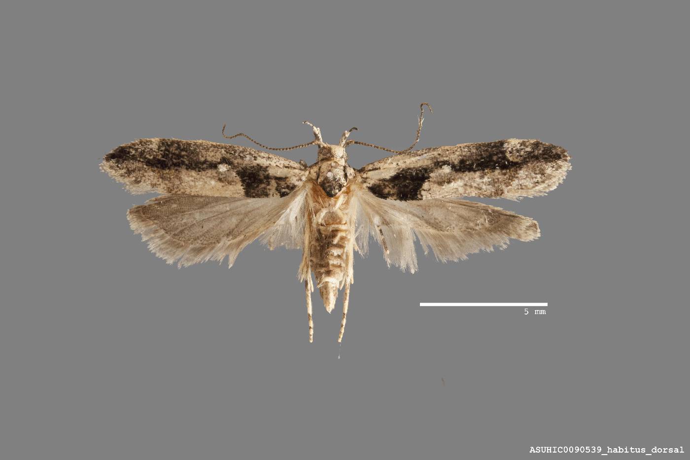 Pseudochelaria pennsylvanica image
