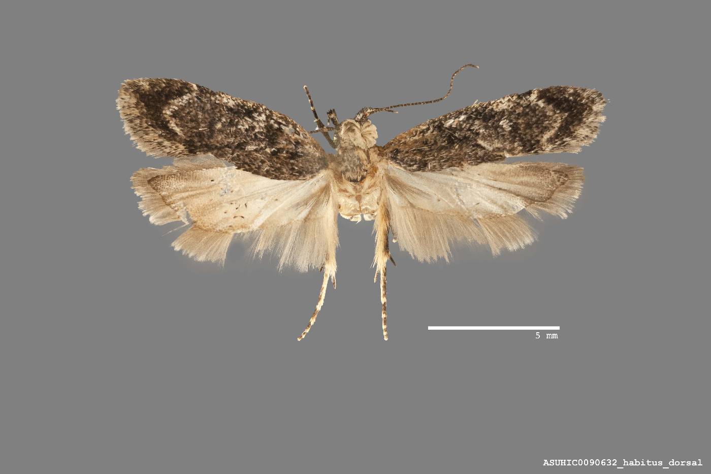 Gelechiidae image