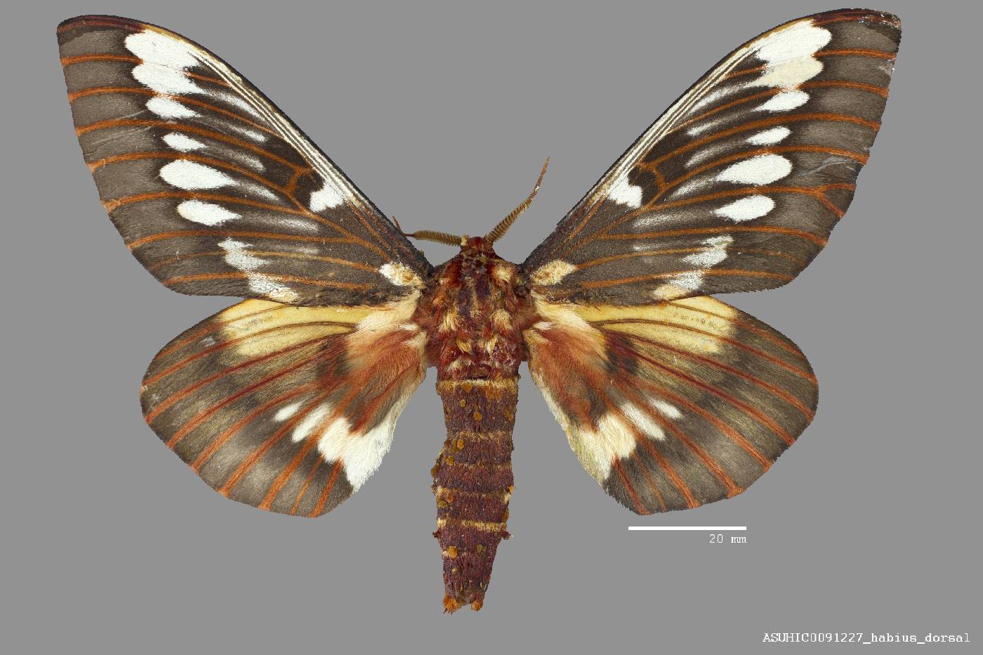 Citheronia image