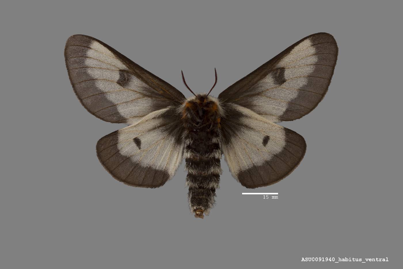 Hemileuca nevadensis image