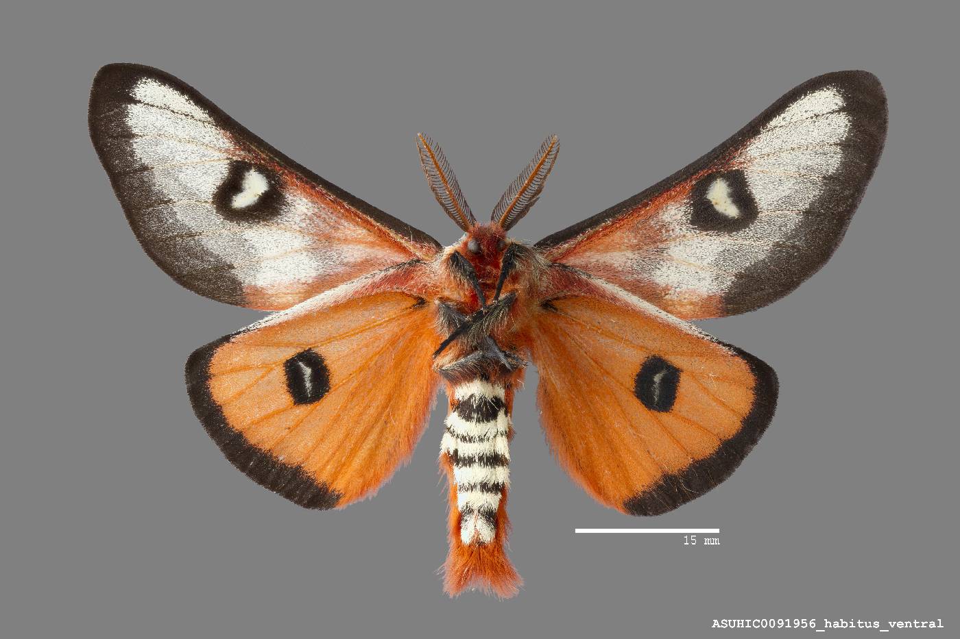 Hemileuca electra image