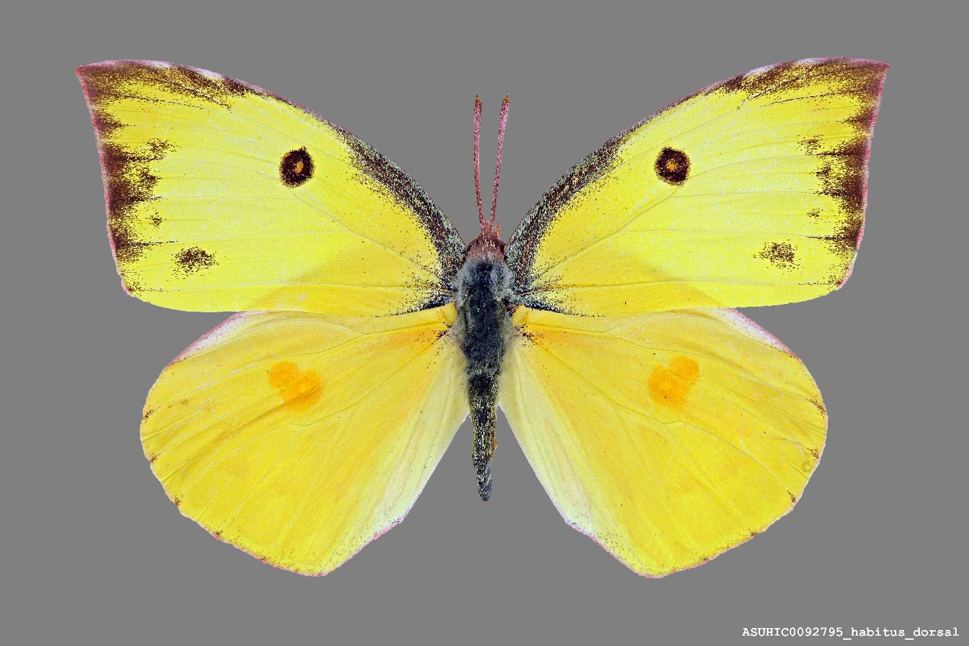 Zerene cesonia image