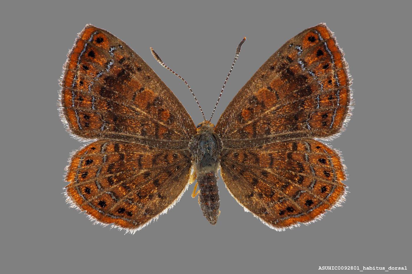 Calephelis borealis image