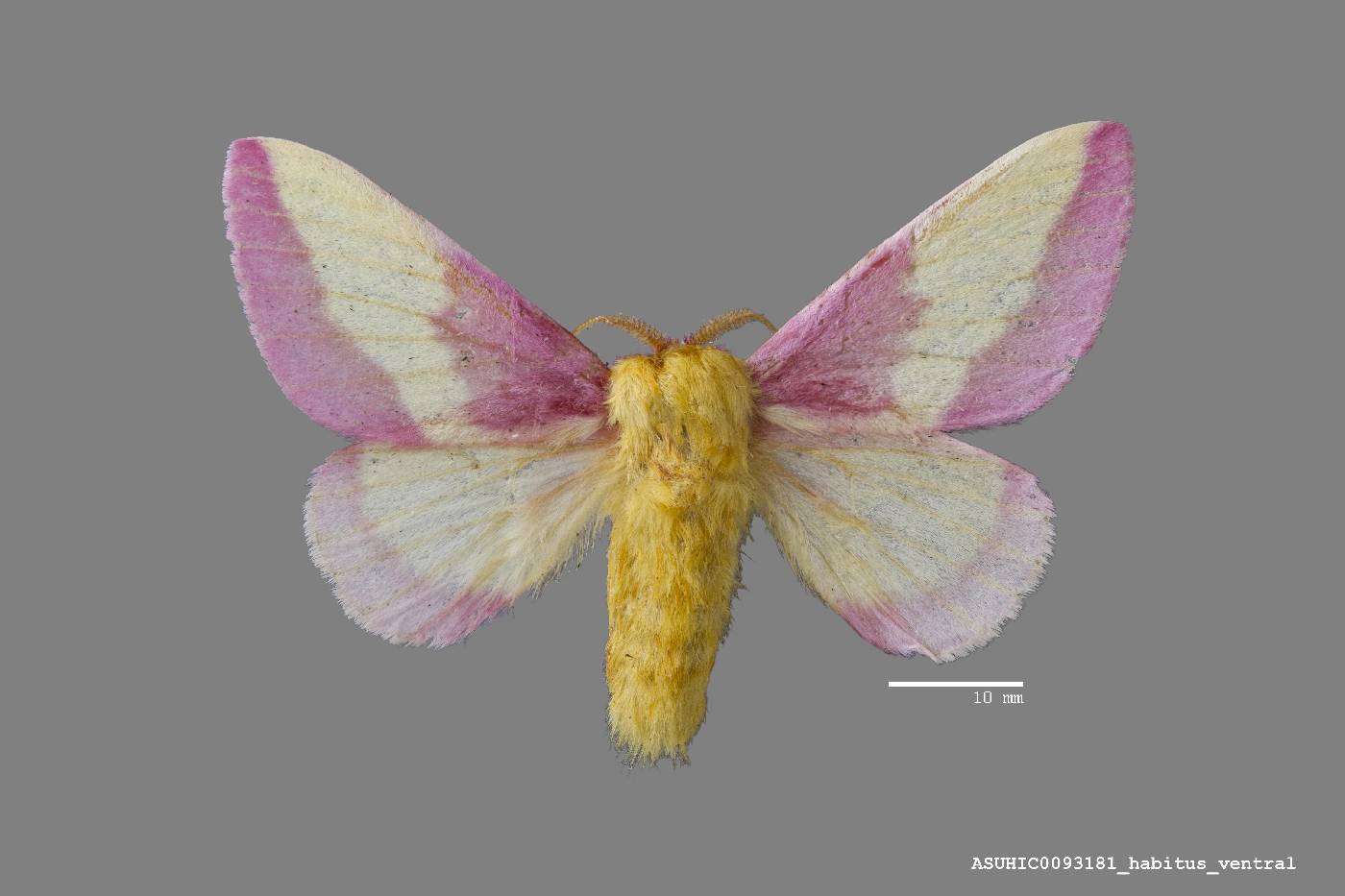 Dryocampa rubicunda image