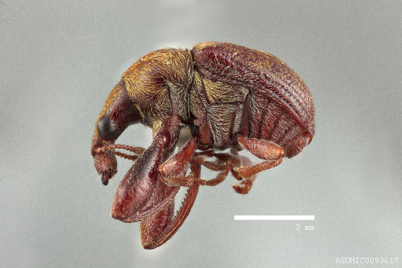 Himatolabus pubescens image