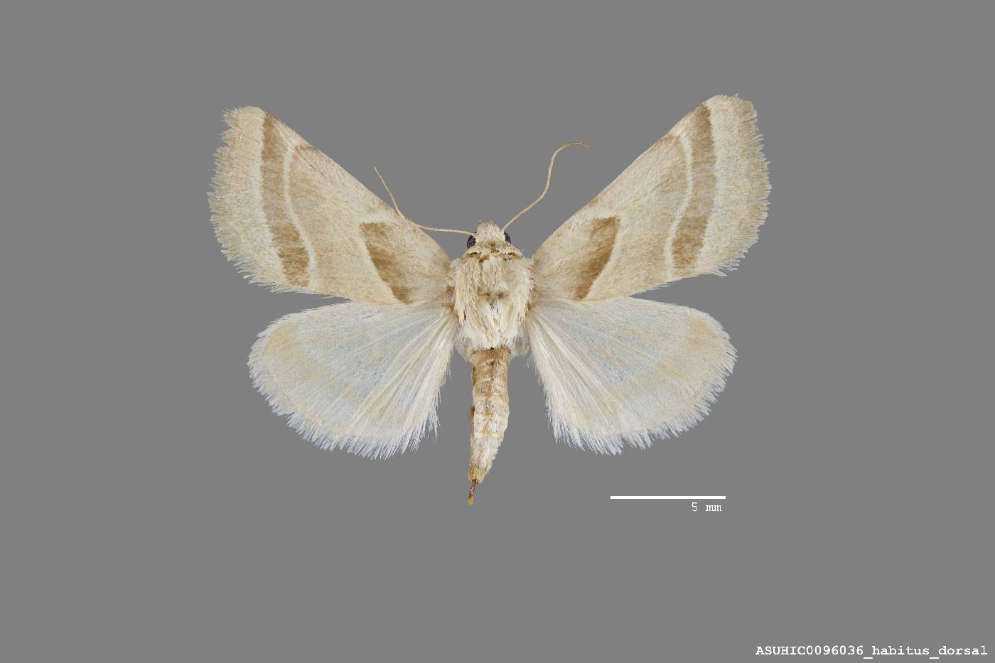 Schinia oleagina image