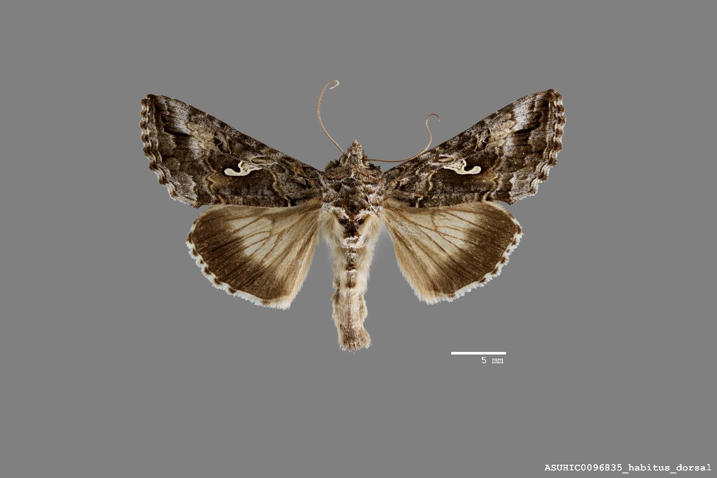 Autographa image