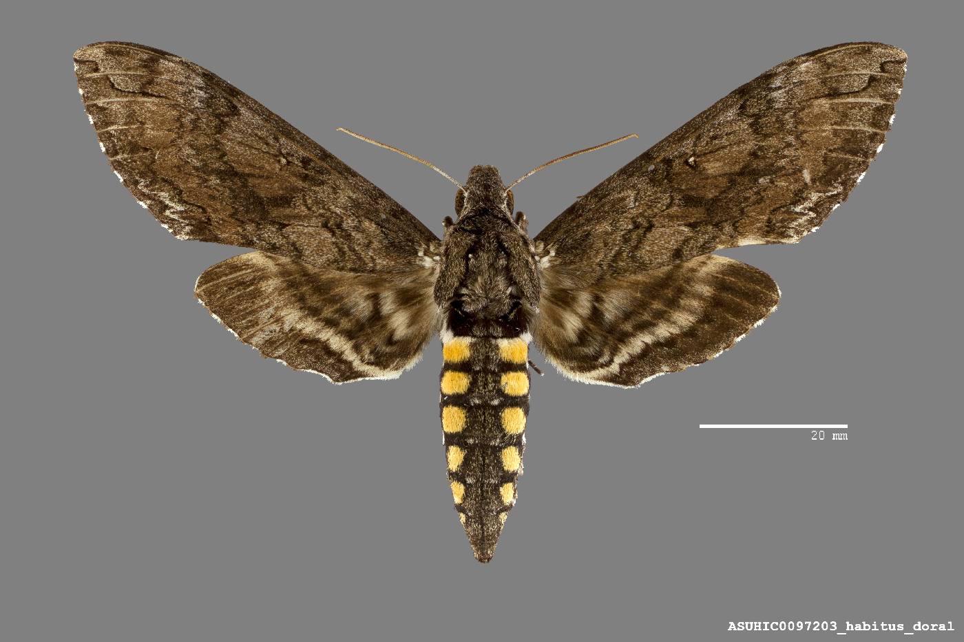 Manduca quinquemaculatus image