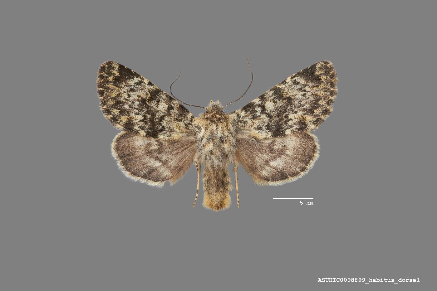 Lasionycta uniformis image