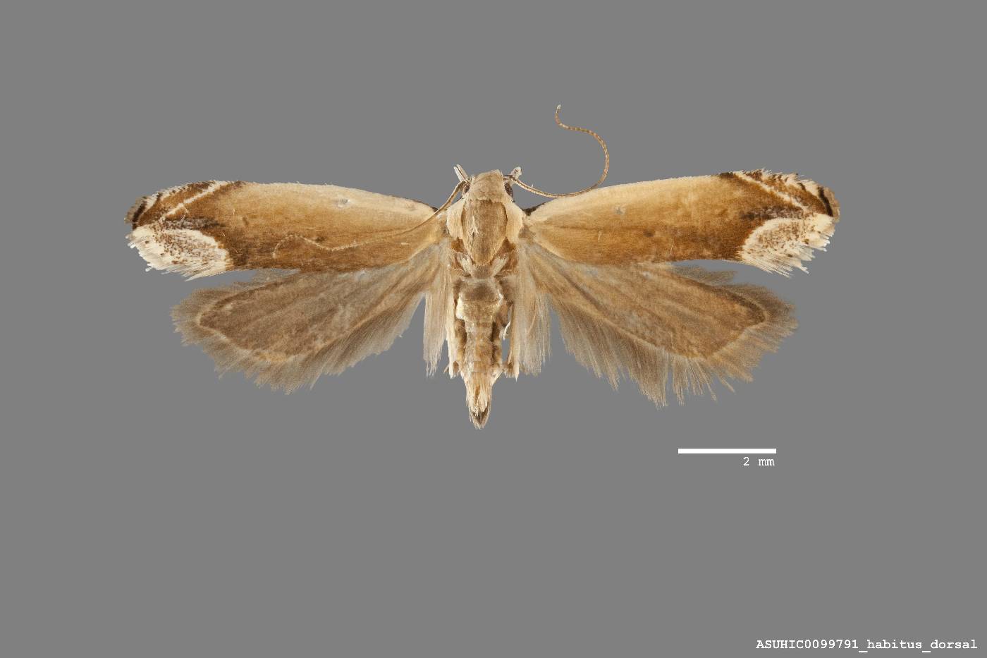 Anacampsis paltodoriella image
