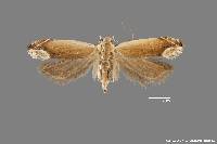 Image of Anacampsis paltodoriella