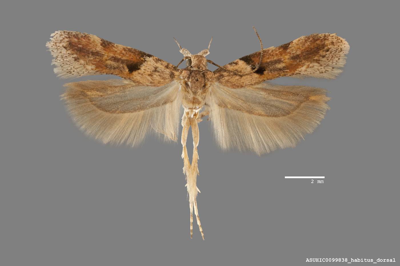 Faculta inaequalis image