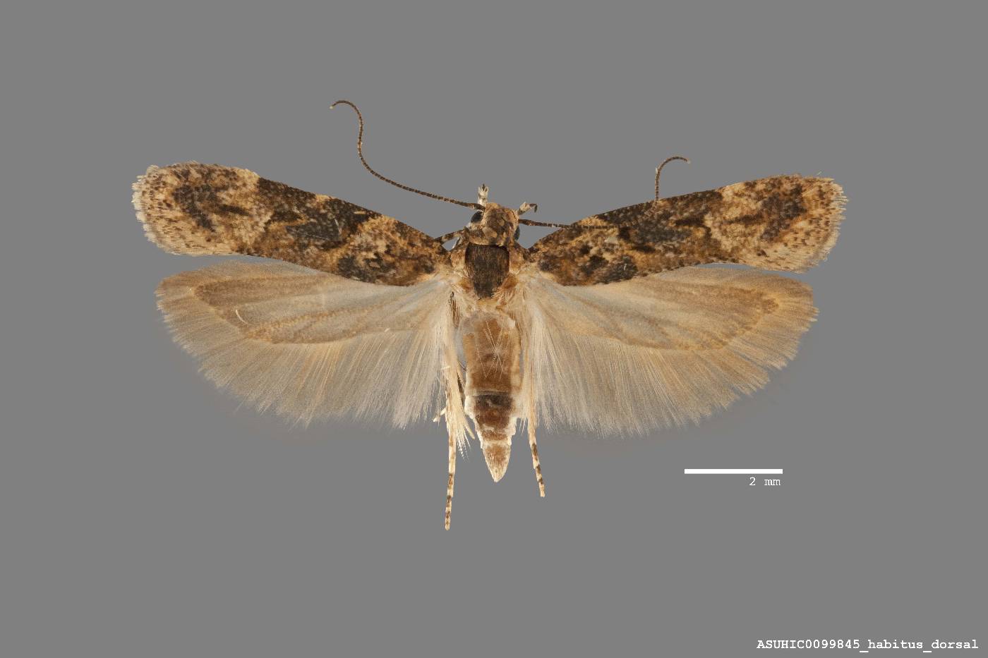 Friseria nona image