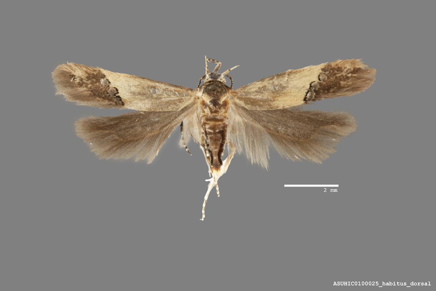 Sriferia cockerella image