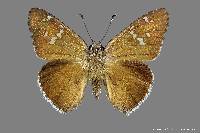 Image of Cogia hippalus