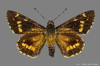Agathymus baueri image