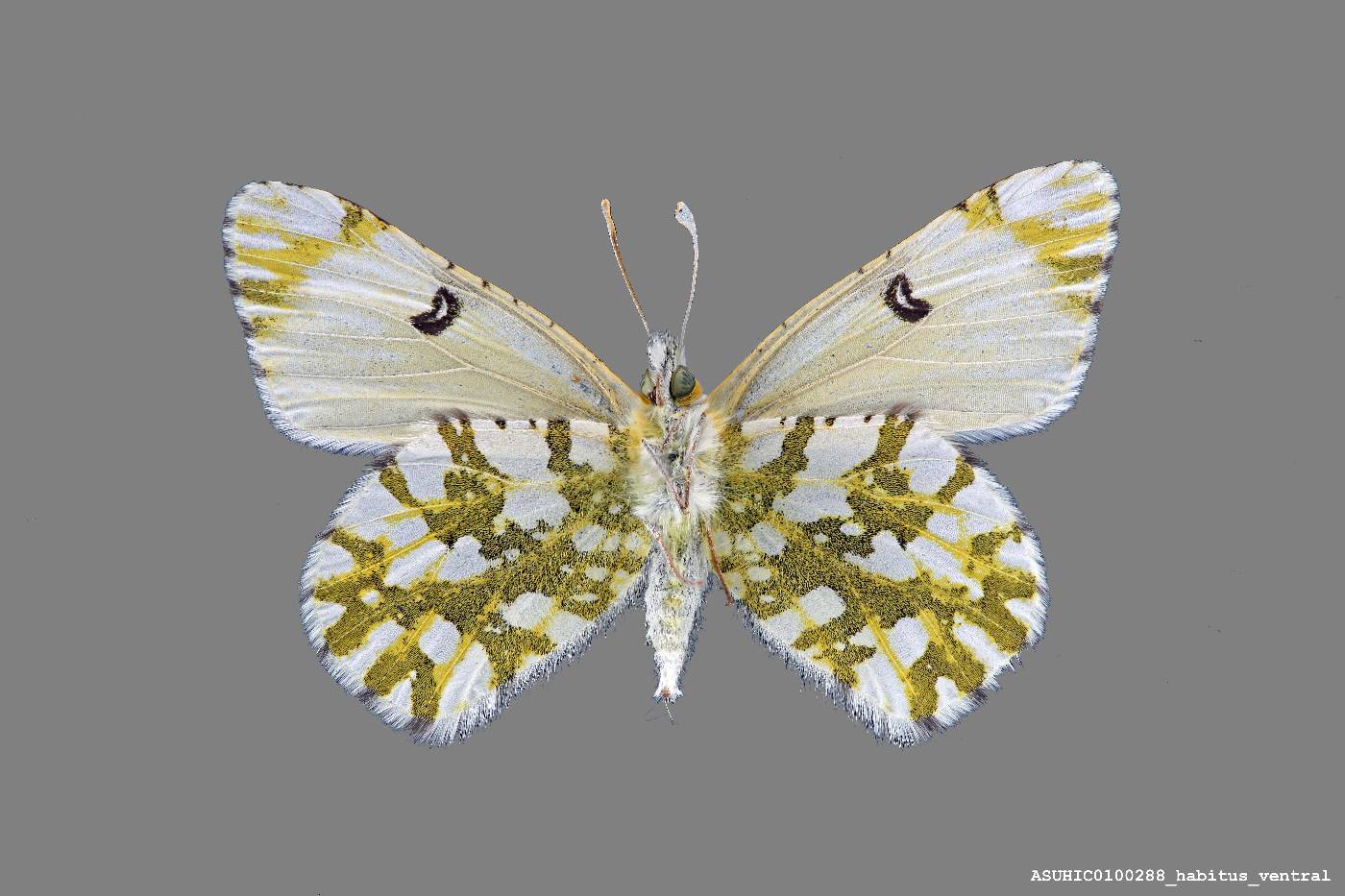 Euchloe ausonides image