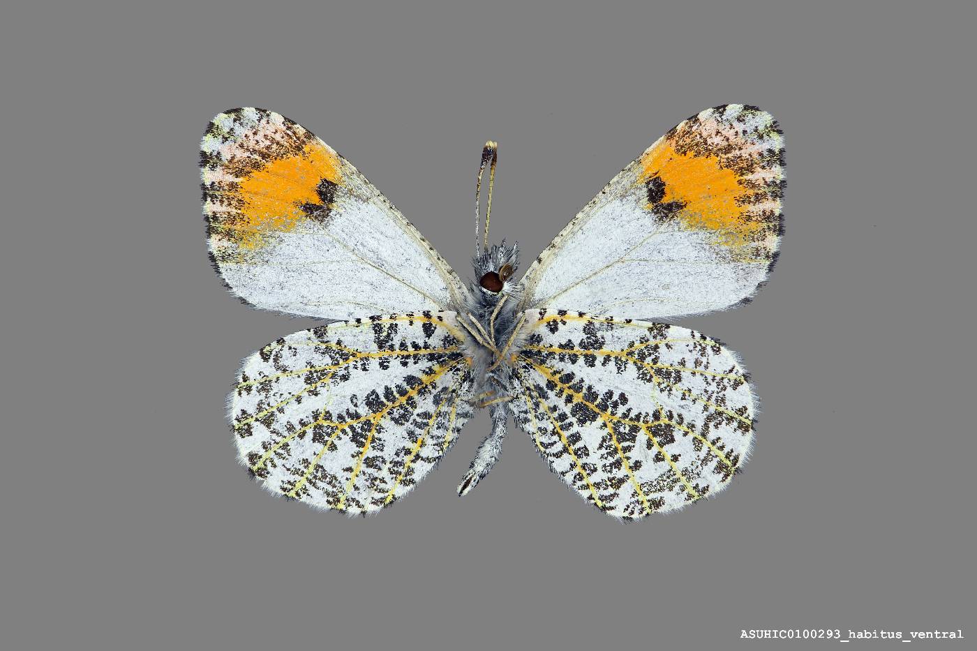 Anthocharis image