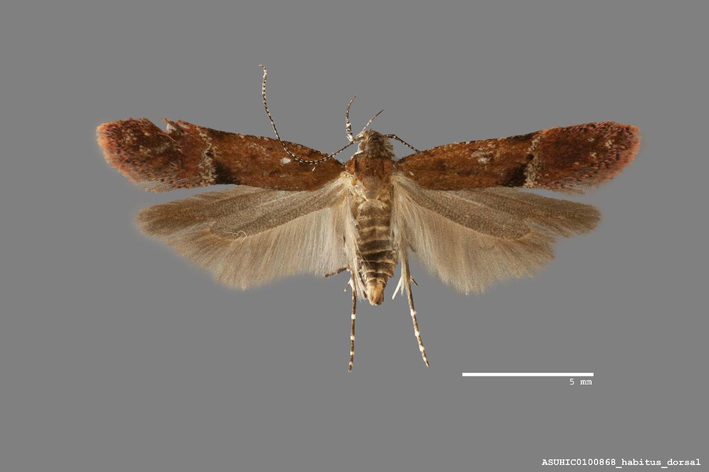 Eudactylota barberella image