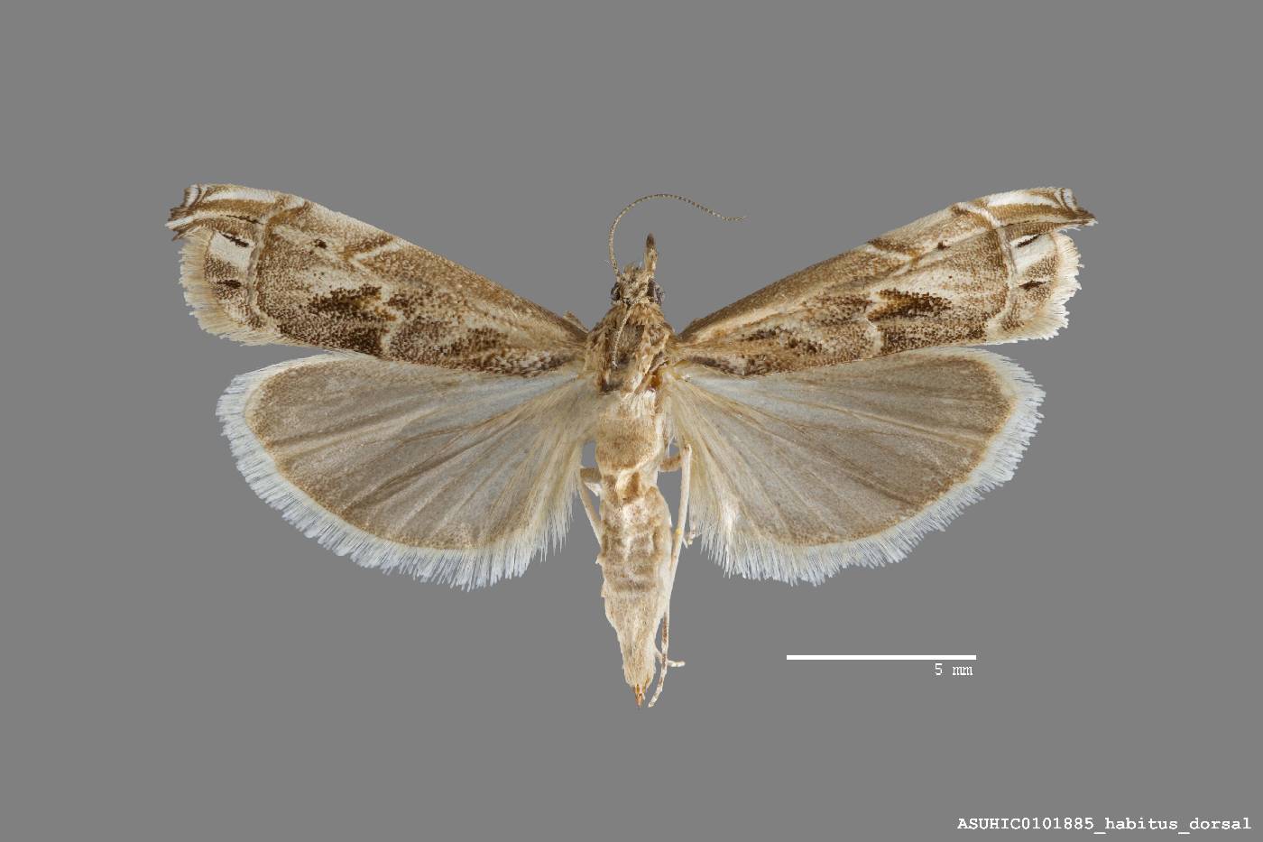 Prionapteryx achatina image