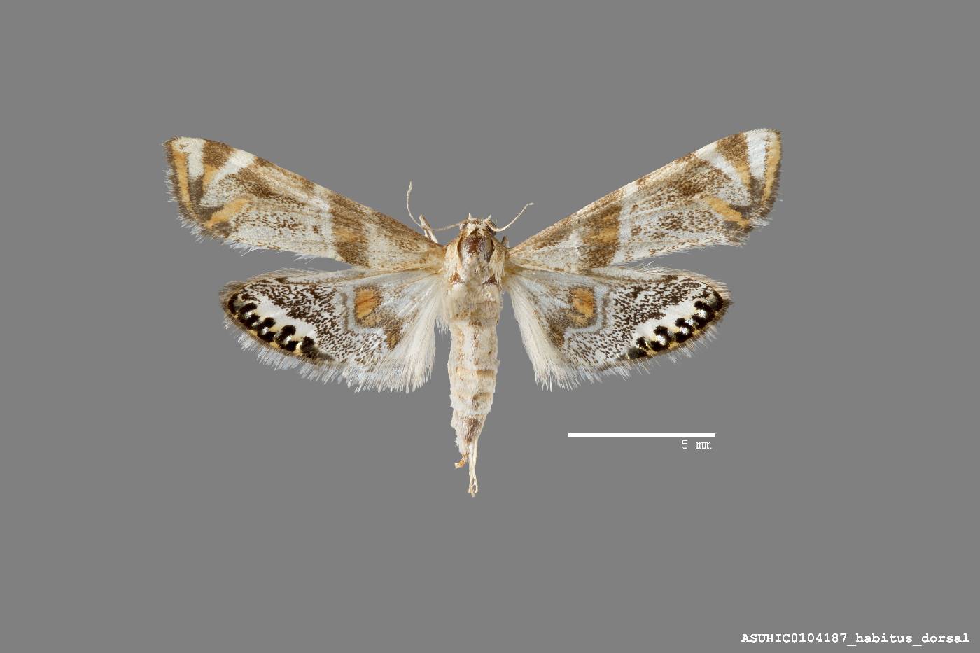 Petrophila jaliscalis image