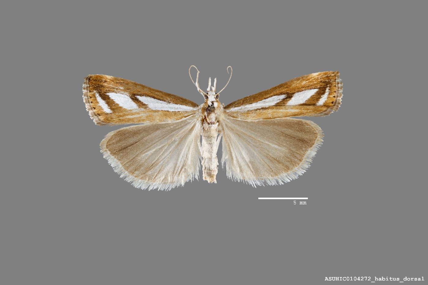 Catoptria latiradiellus image