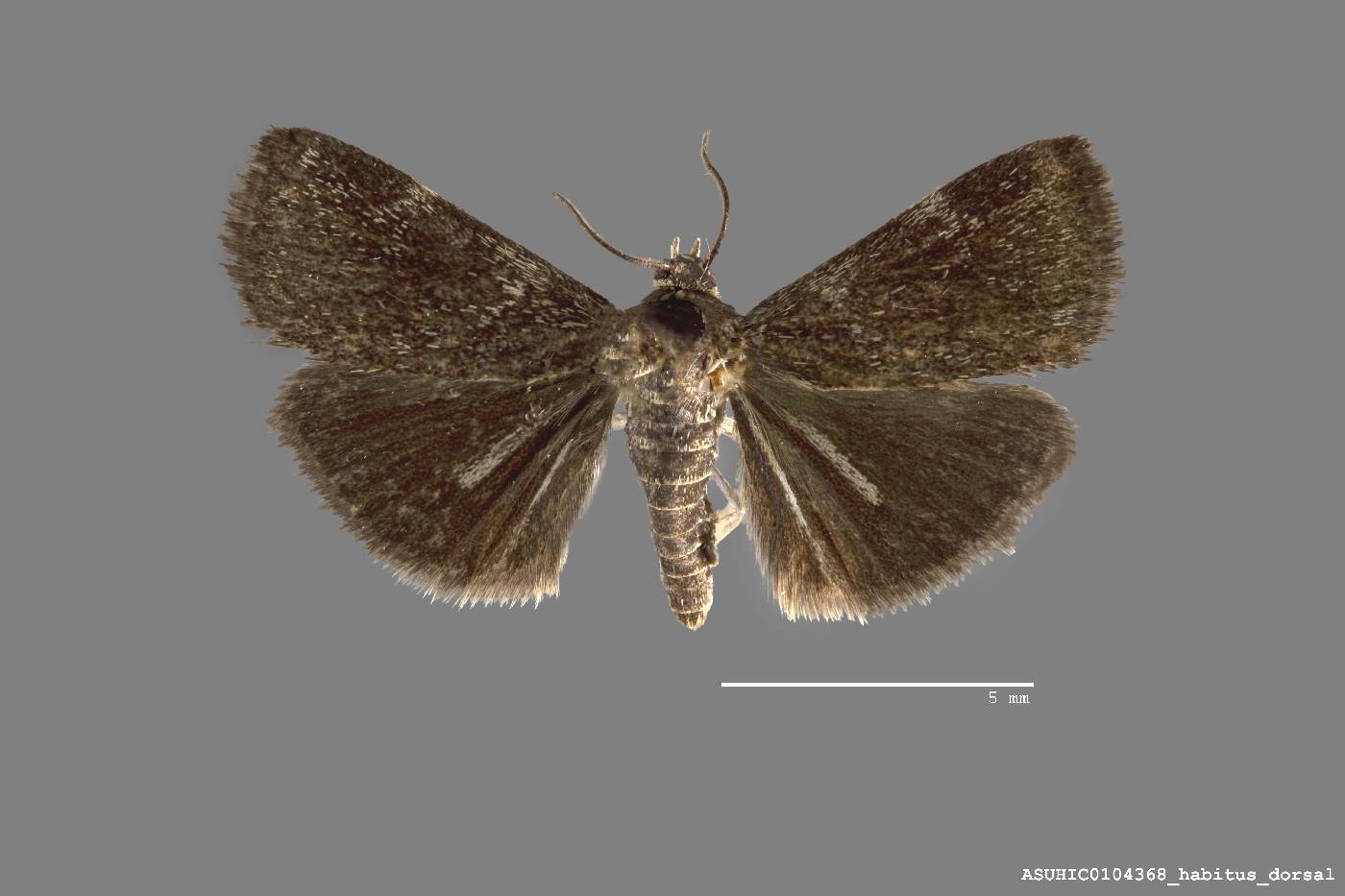 Heliothelopsis unicoloralis image