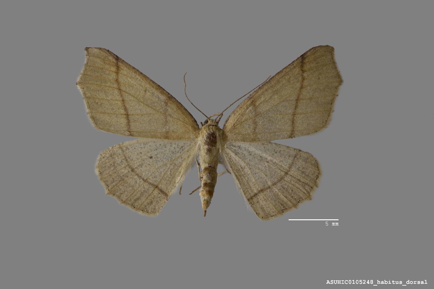 Besma sesquilinearia image