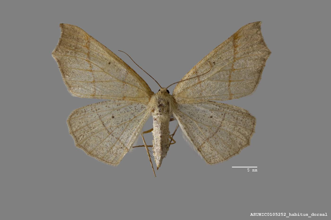 Besma sesquilinearia image