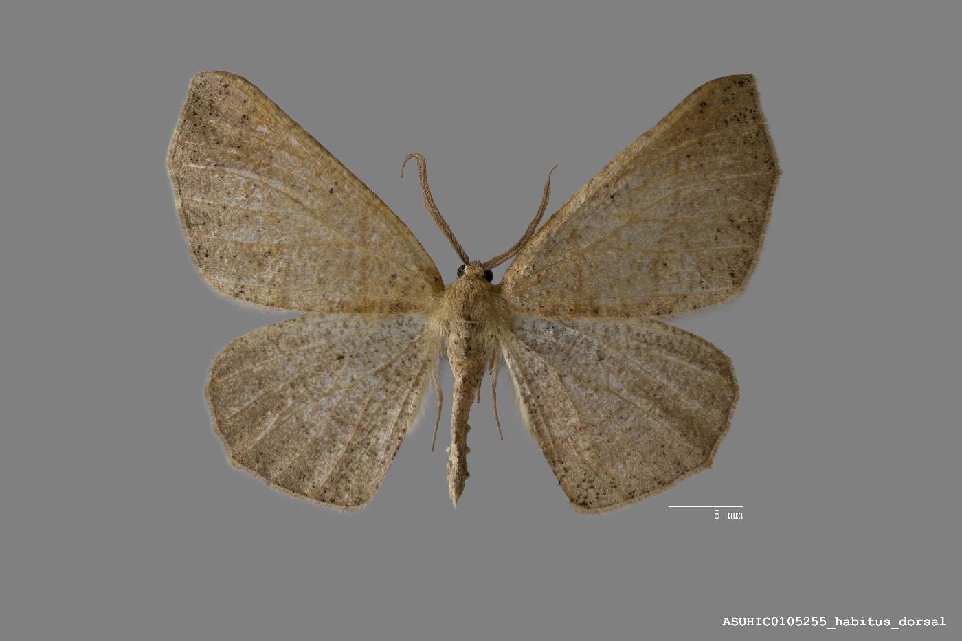 Besma sesquilinearia image