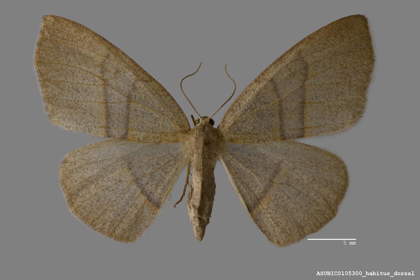 Lambdina flavilinearia image
