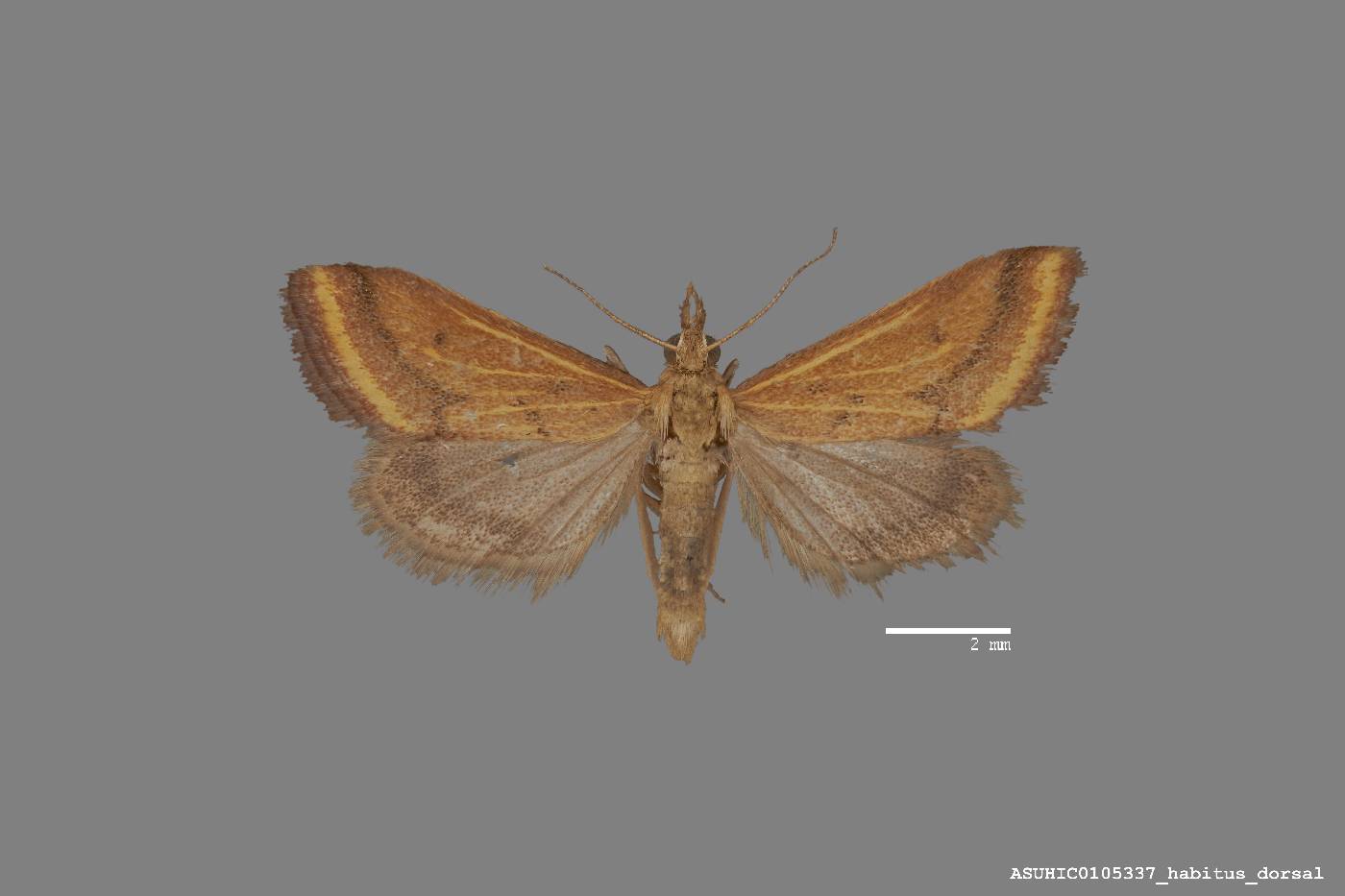 Microtheoris ophionalis image