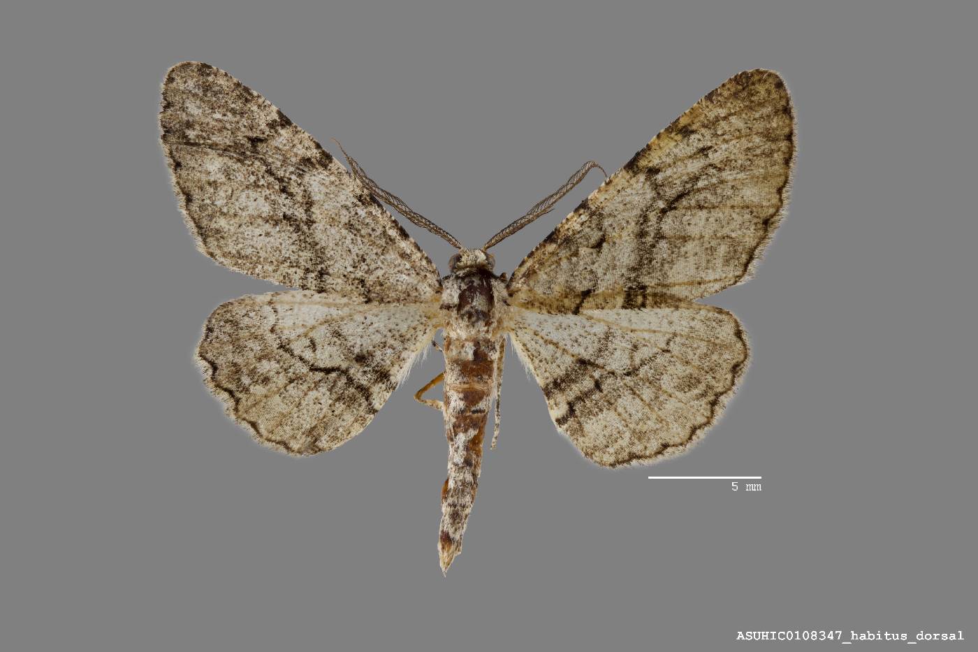 Stenoporpia anastomosaria image