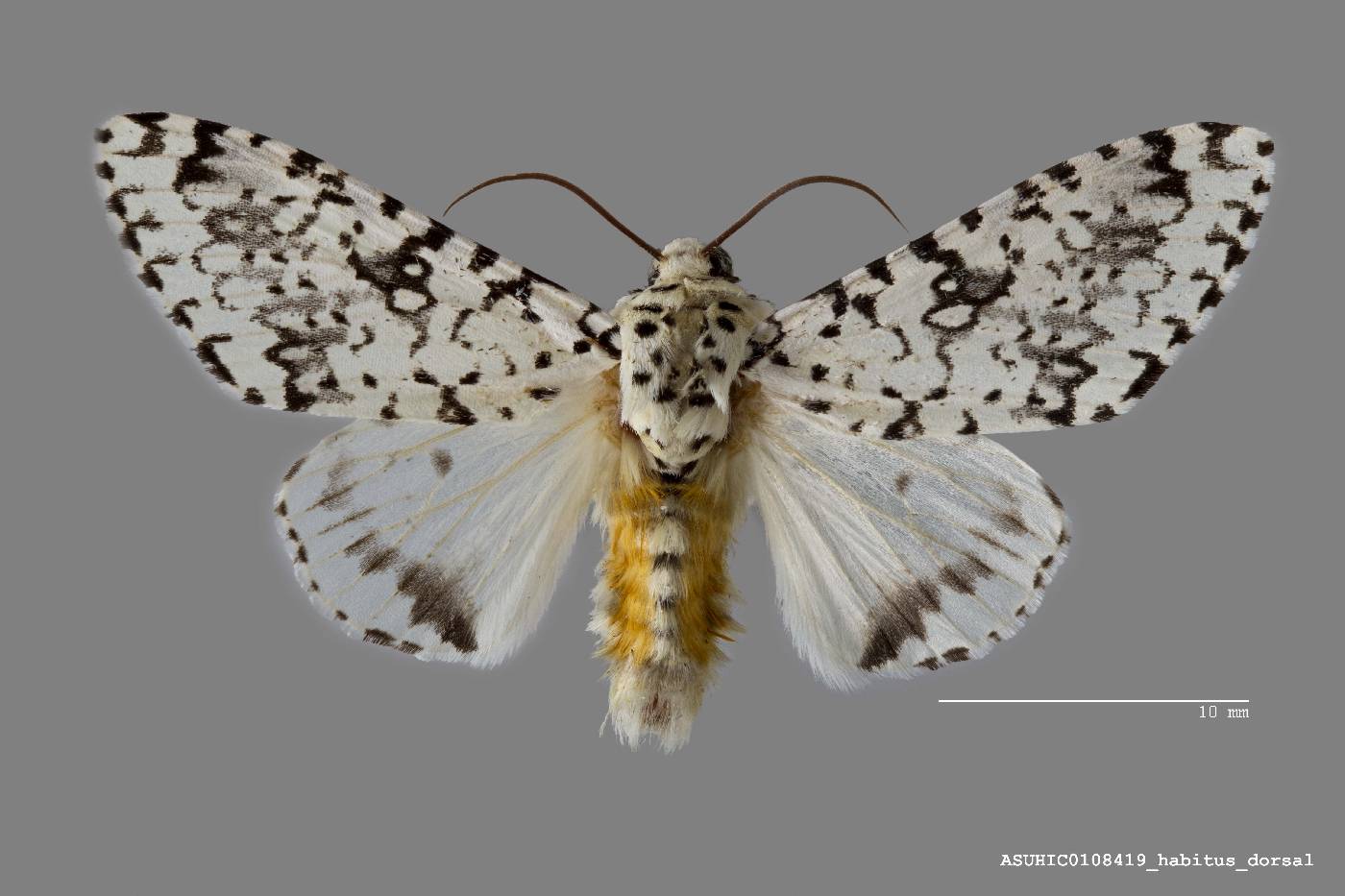 Lichnoptera image