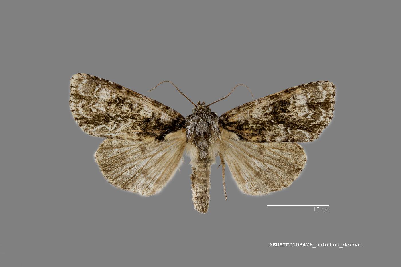 Acronicta superans image