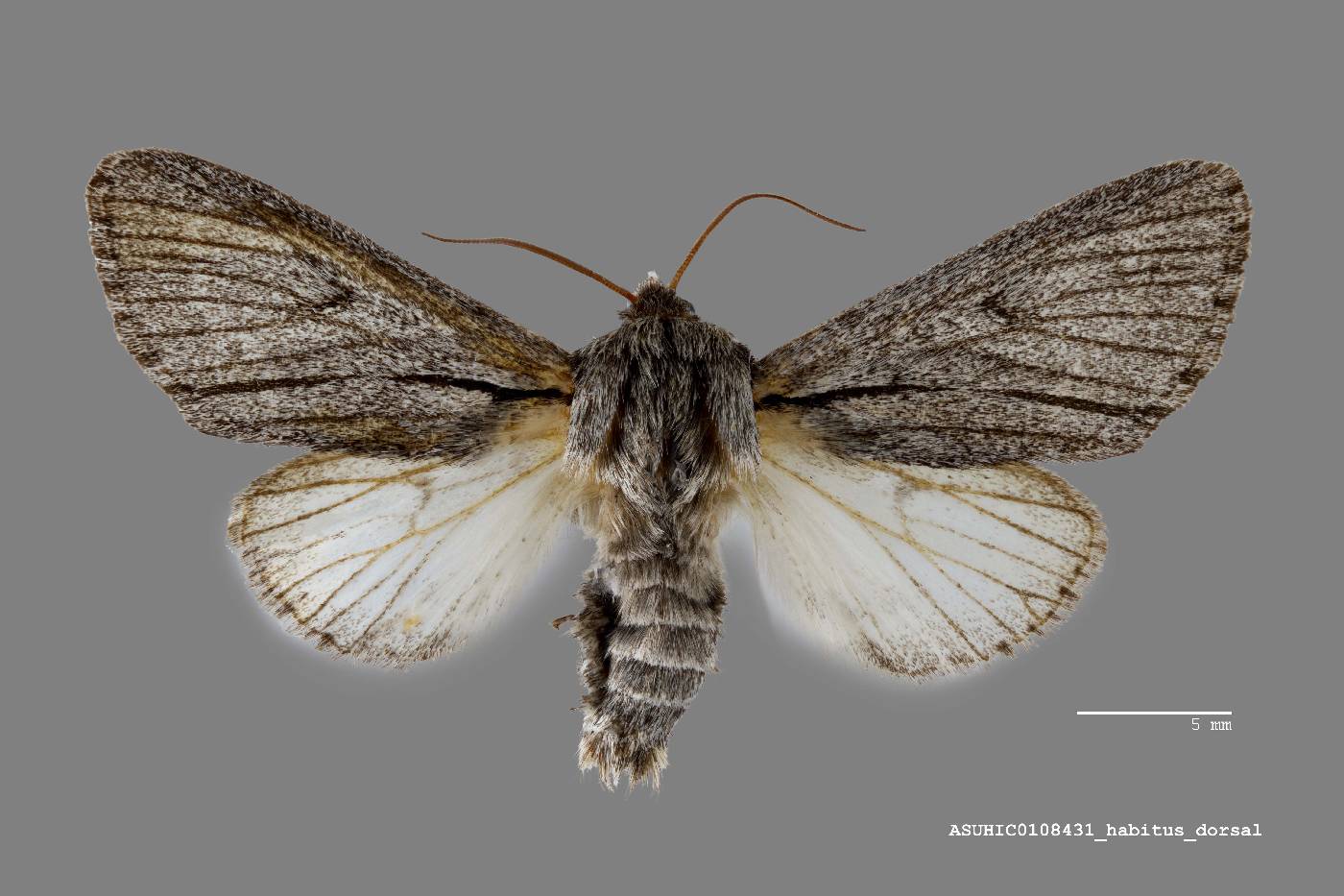 Acronicta lepusculina image