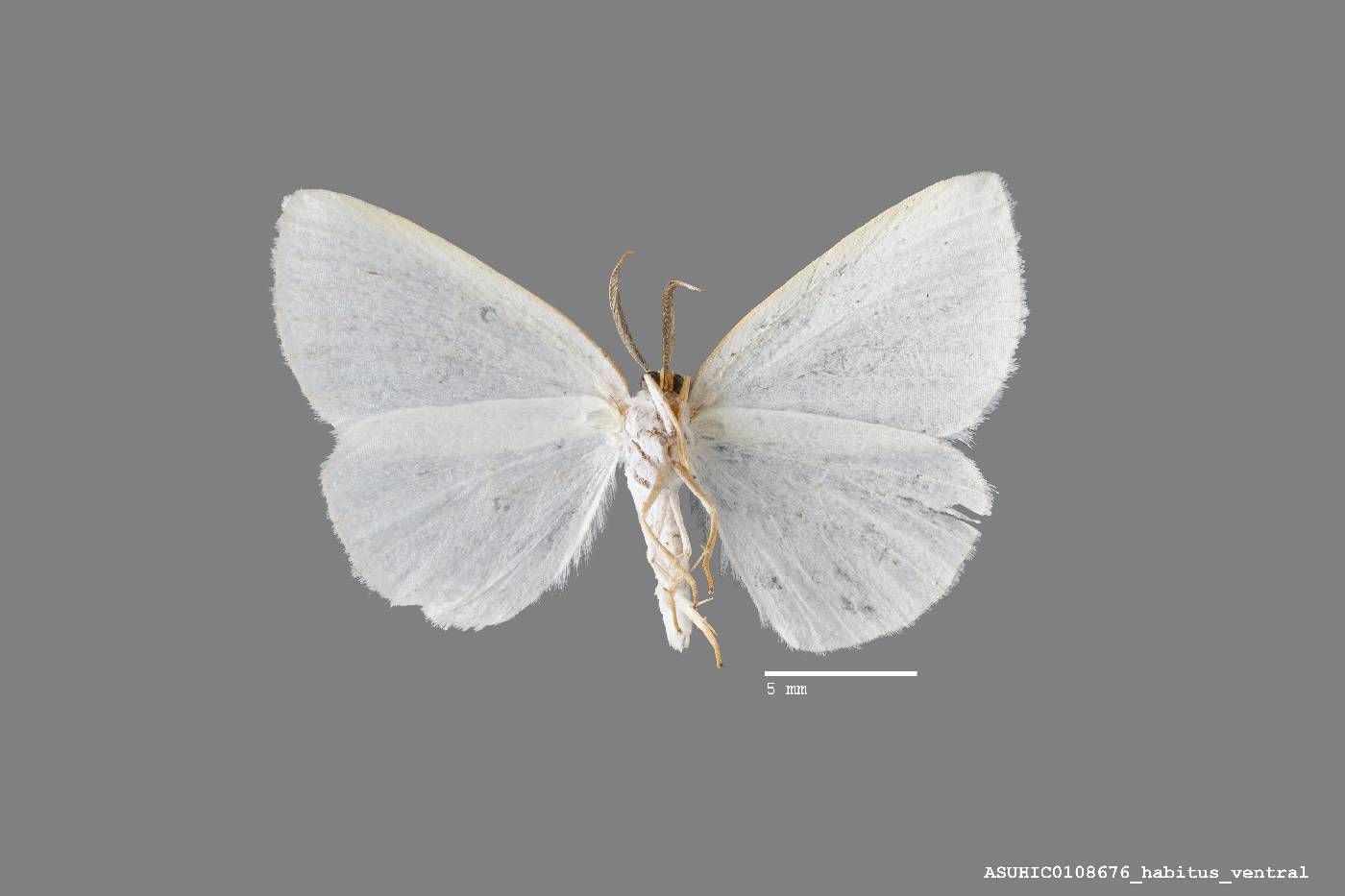 Cabera variolaria image