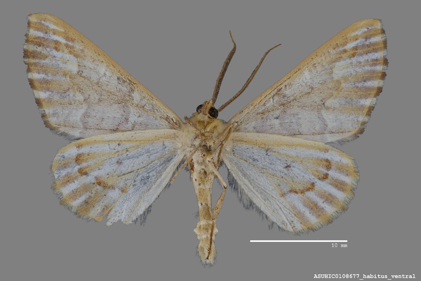 Caripeta aequaliaria image