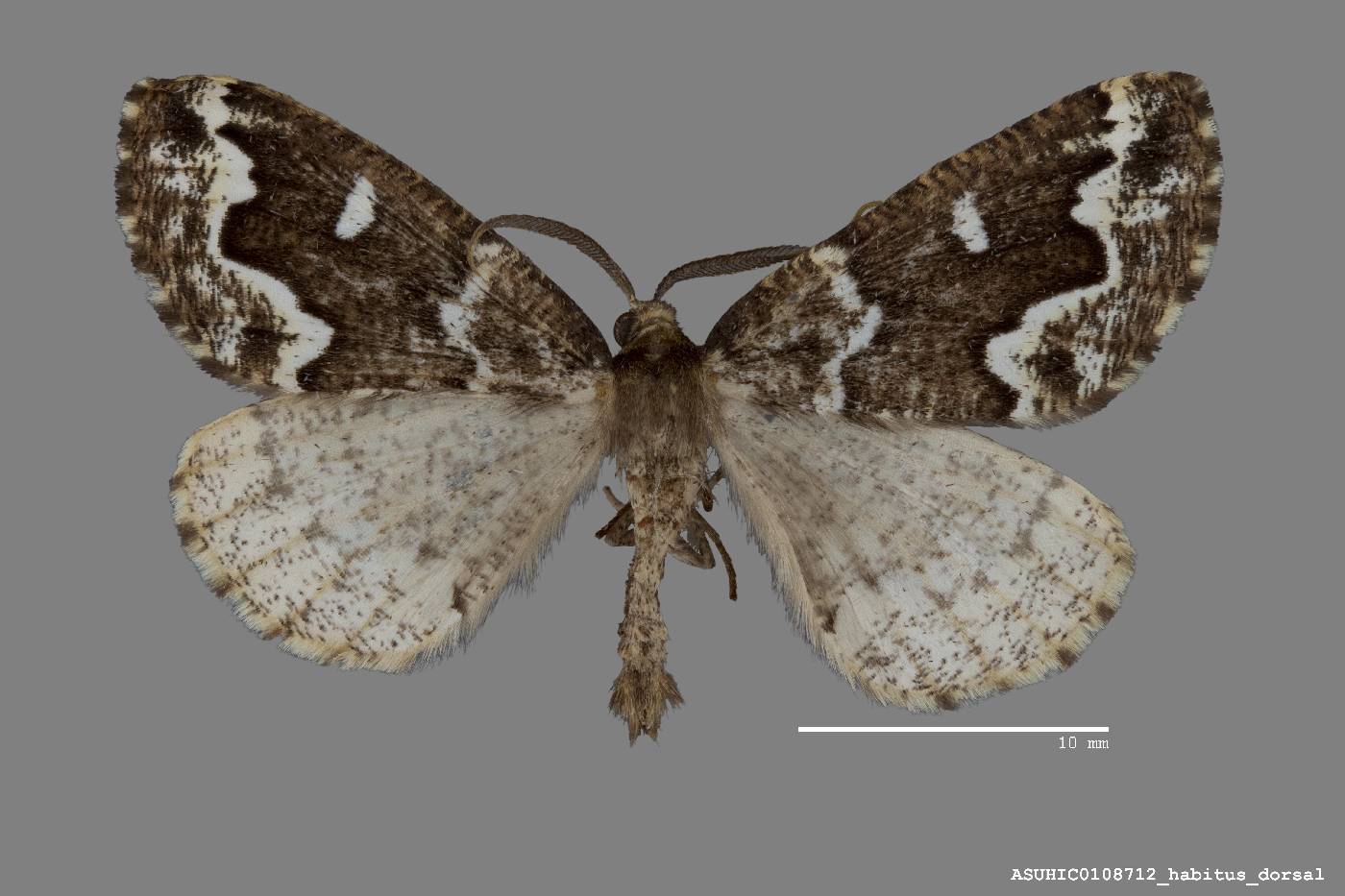 Caripeta divisata image