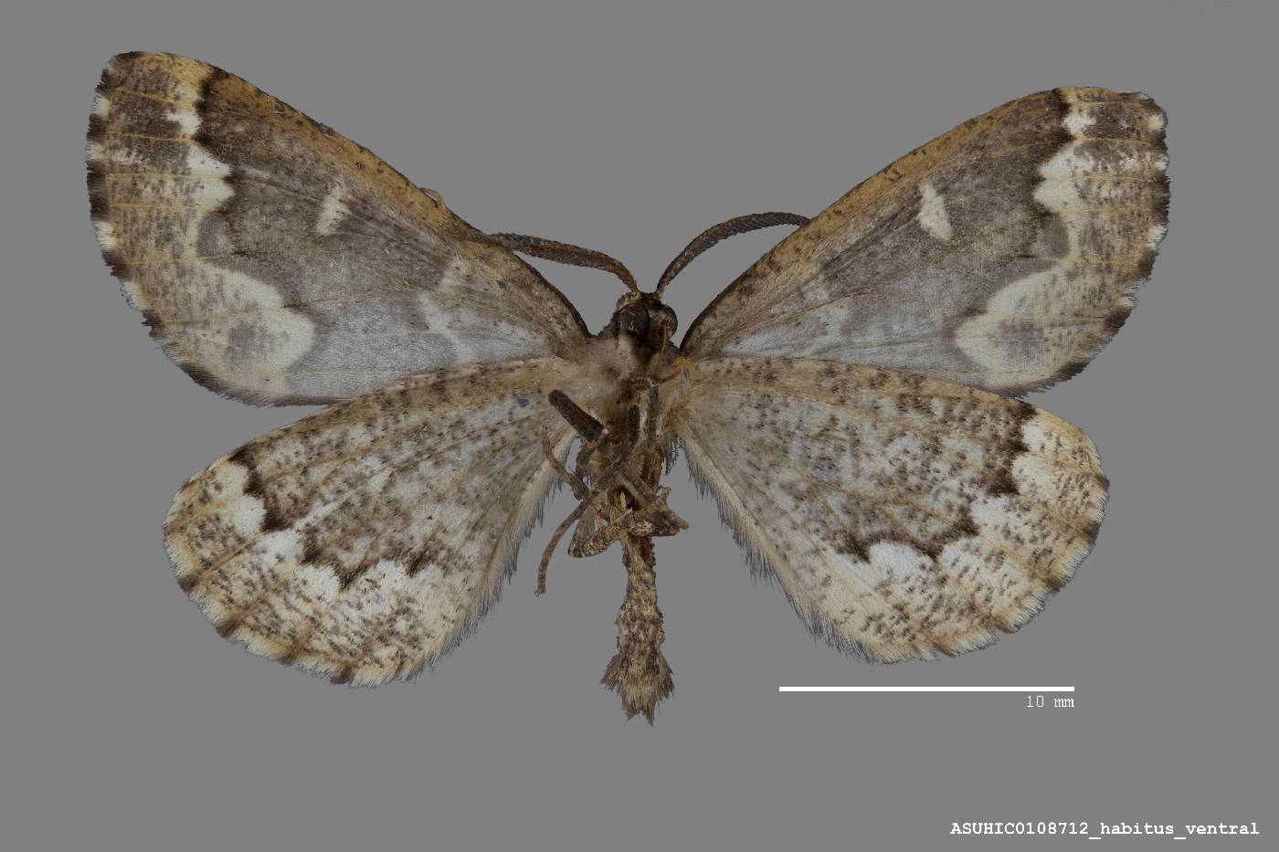 Caripeta divisata image