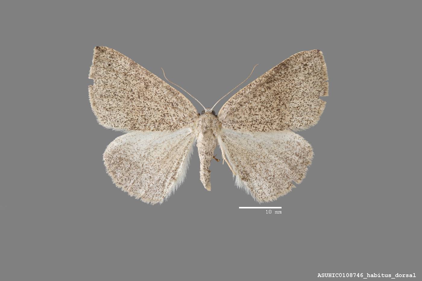 Drepanulatrix hulstii carneolata image