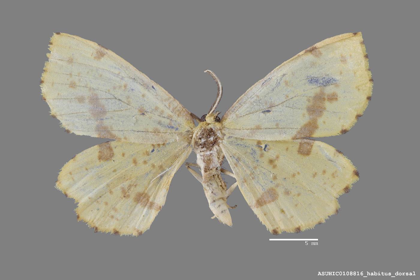 Xanthotype image