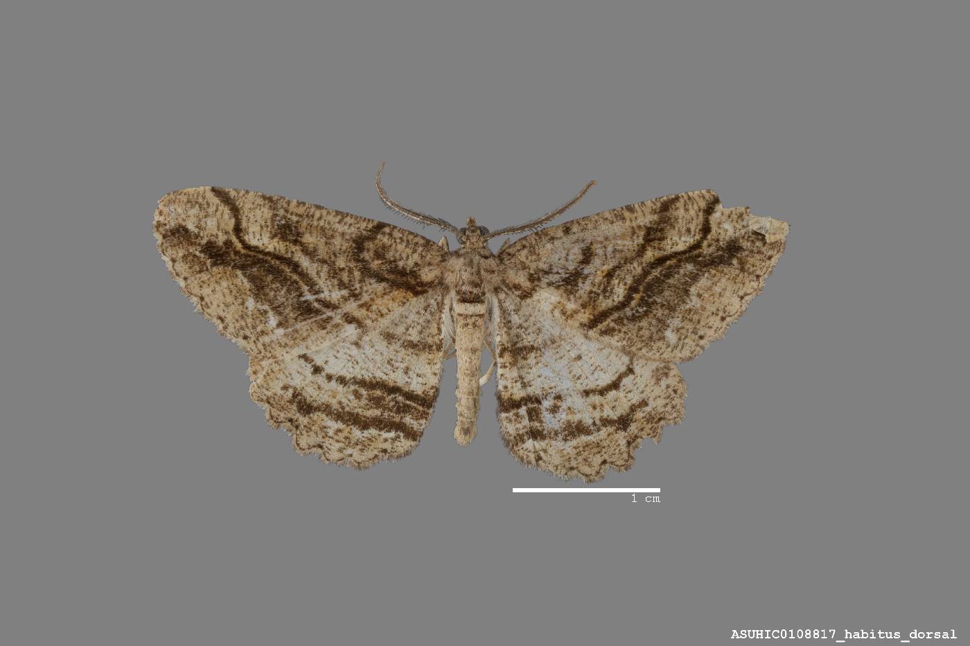 Neoalcis californiaria image