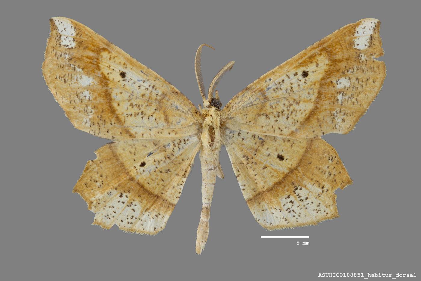 Euchlaena amoenaria image