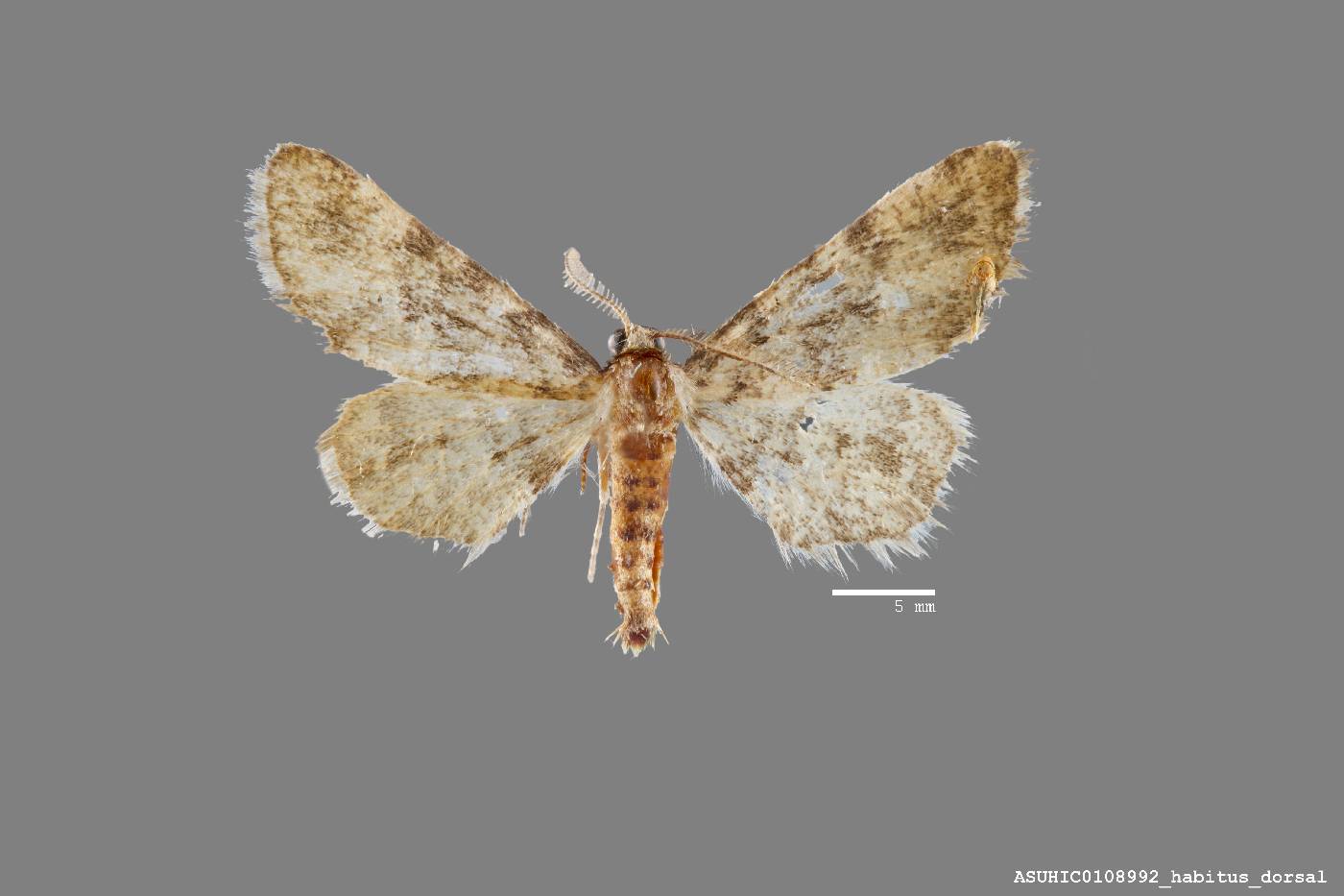 Nepterotaea memoriata image