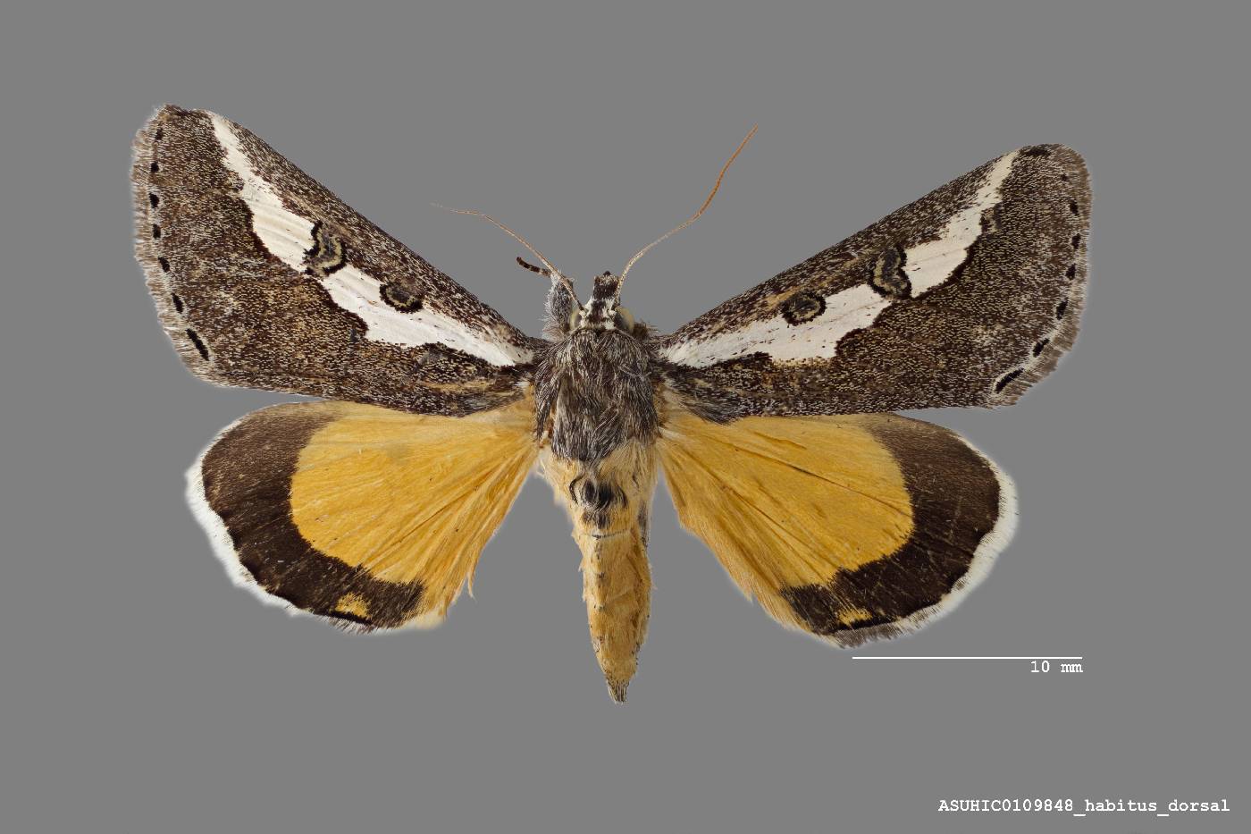 Euscirrhopterus gloveri image